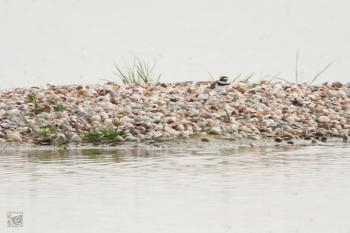 Broedende kleine plevier bij plas-dras G.J. Sijtsma